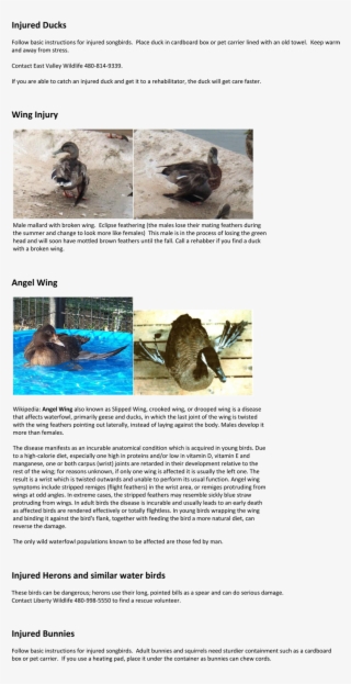 Injured Wildlife - Wildlife