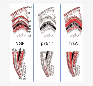 Schematic Illustration Of The Expression Patterns Of - Tropomyosin Receptor Kinase A