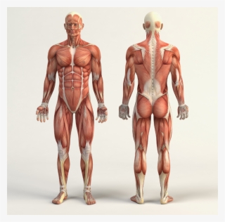 Image - Marbo Sport Self Standing Dip And Leg Raise Station
