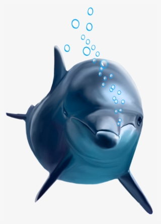 Funny Dolphin Png