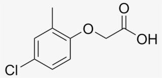 3 Phenylbutyric Acid