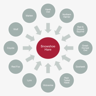 Predators Of Snowshoe Hare - Do People Migrate