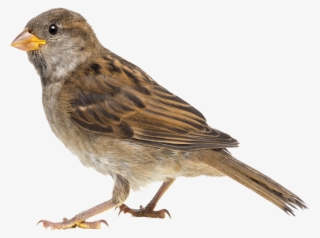 Sparrow With No Background Png Free Download