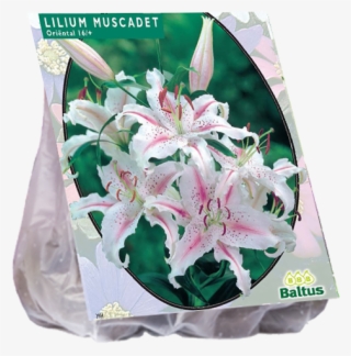 Lilium Candidum (giglio Di Sant'antonio)