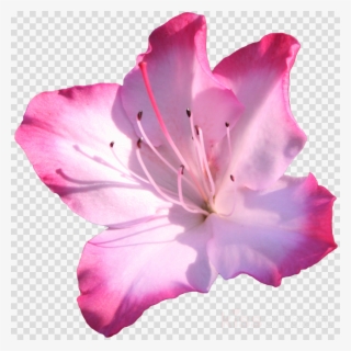 Azalea Flower Transparent Clipart Azalea Pink Flowers - Azalea Png