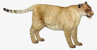 Liger