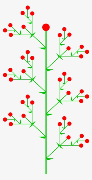 Open - Inflorescence