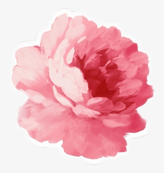 Pink Peony Png