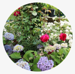 Flowering Shrubs - Connecticut