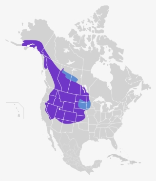 Pica Hudsonia Map - Population Of Mule Deer In North America
