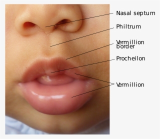 Open - Lips Anatomy