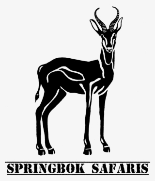 An Hunting Experience In The Heart Of Africa You Will - Springbok