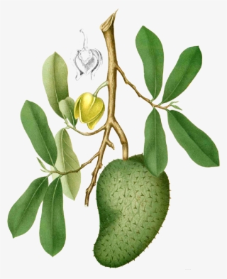 Soursop Grenada