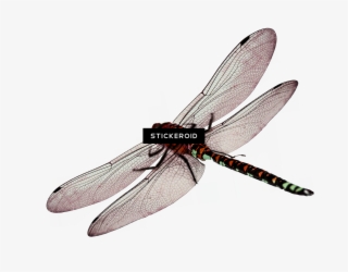 Dragonfly Insects