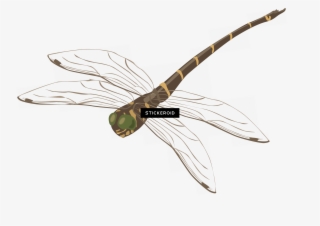 Dragonfly Insects - Photography