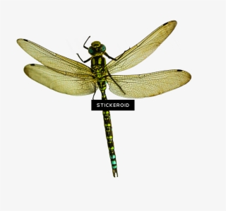 Dragonfly Insects - Net-winged Insects