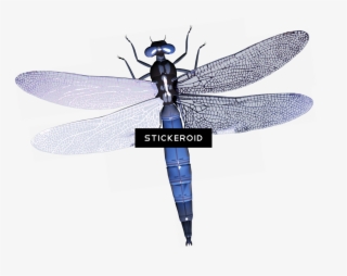 Dragonfly Insects - Dragonfly