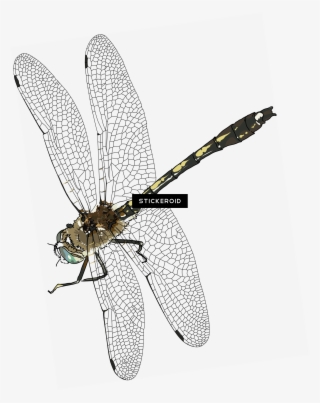 Dragonfly Insects - Net-winged Insects