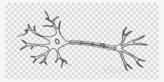 Neurofilament Light Chain Clipart Neurofilament Neuron - Blank Neuron