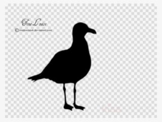 Seagull Silhouette Clipart Gulls Bird Silhouette - Logo Google Map