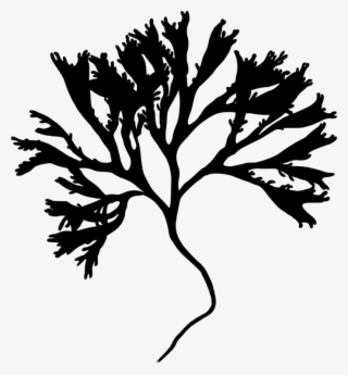 Silhouette Medicinal Plants Irish Moss Twig - Mastocarpus Stellatus