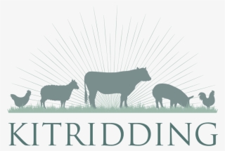 Kitridding Farm - Dairy Cow