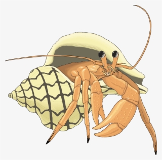 The Adventures Of Periwinkle The Crab Hermit Crab Illustration - Illustration Hermit Crab