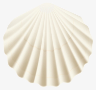 White Sea Shell Png
