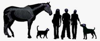 Teen Vet Club - Spreadshirt Pullover & Hoodies Katze Mit Herz