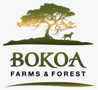 Bokoa Farms Is A Veteran-owned, Family Farm And Forest - Bokoa Farms And Forest