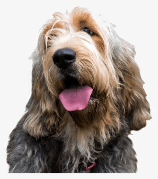 Other Breeds You Might Like - Rare Dog Breed