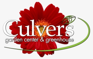 Culvers Garden - Kisses Of Sunshine For Women