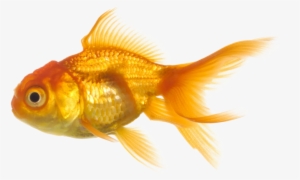 Photo Fish Png1157 Zps5b5d563f - Big Fish And Little Fish