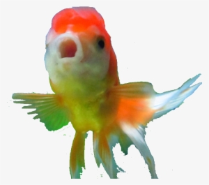 Untitled Drawing By - Goldfish