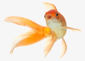 Fish Png Pets