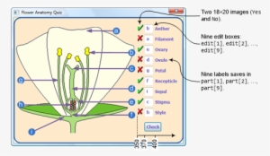 The Program Compares The User's Answers With The Correct - Biology