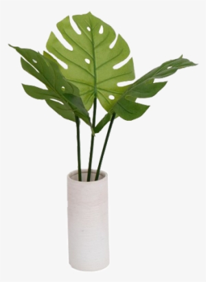 Vase With Plant Png