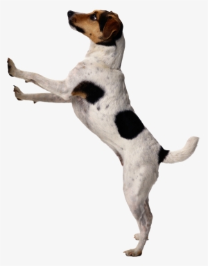 Dog Png