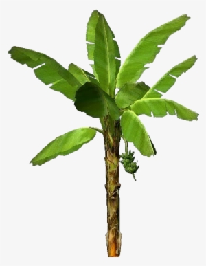 3d Trees - Banana - Mata De Guineo Png