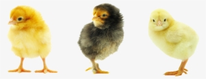 Baby Chicken Transparent Background