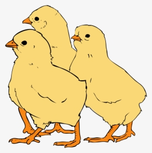 Picture Freeuse Download File Svg Wikipedia Filechicks - Chick Pictures In Clipart