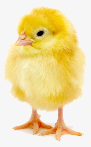 Baby Chick Copy - Transparent Baby Chick Png