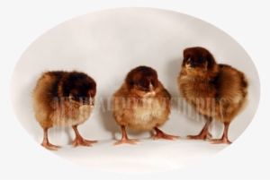 Baby Chick Description - Chicken