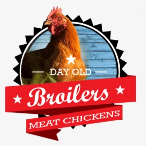 Broiler Meat Baby Chicks For Sale By Mail Order