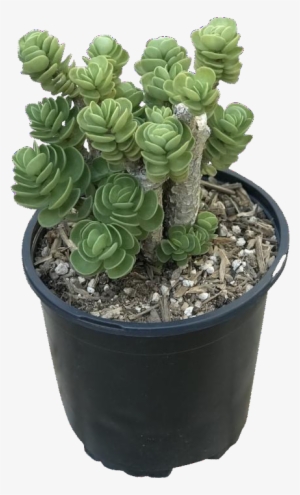 Portulaca Maraca Cluster - Purslanes