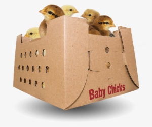 Baby Chicks For Sale By Mail Order Poultry - Sales