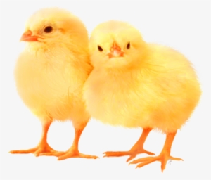 Baby Chickens Png Images For Create Picture - Poultry Chicken