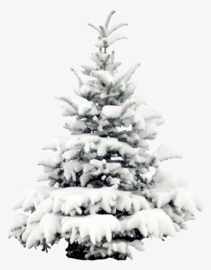 Tree Pine Wallpaper Transprent - Snow Pine Png