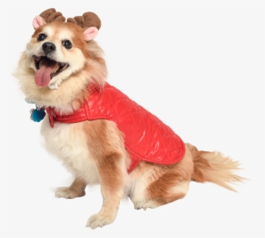 Dog In Holiday Jacket And Reindeer Antlers Cat In Santa - Dog Cut Out Pmg