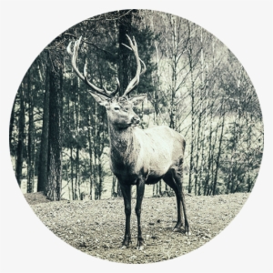 Deer2 - Male